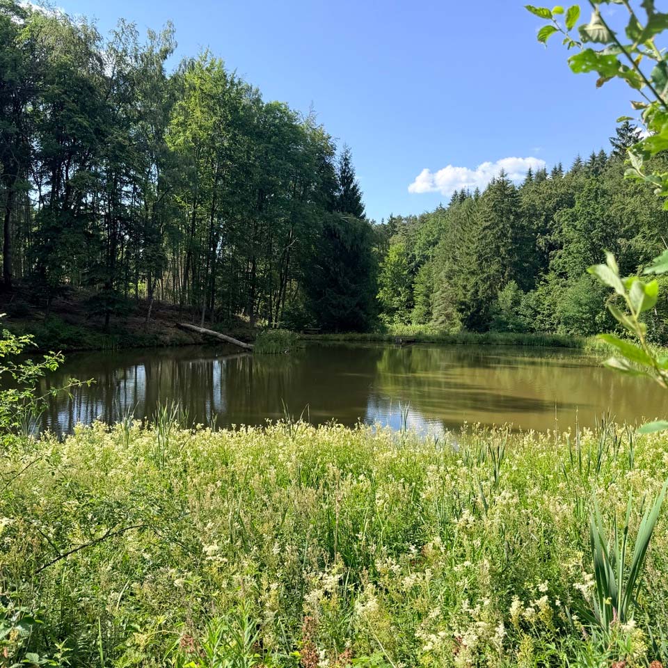Teamevent im Wald